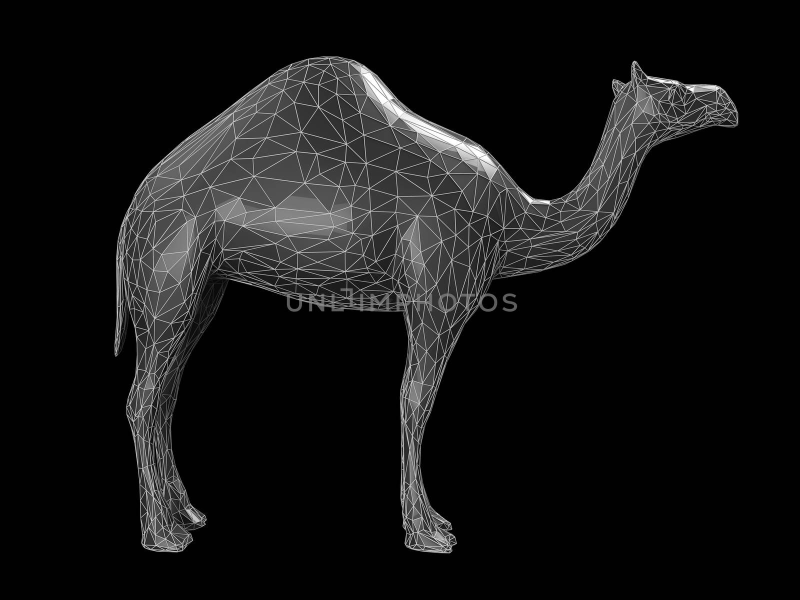 triangle of camel shape. polygonal 3d illustration. Isolated on black.