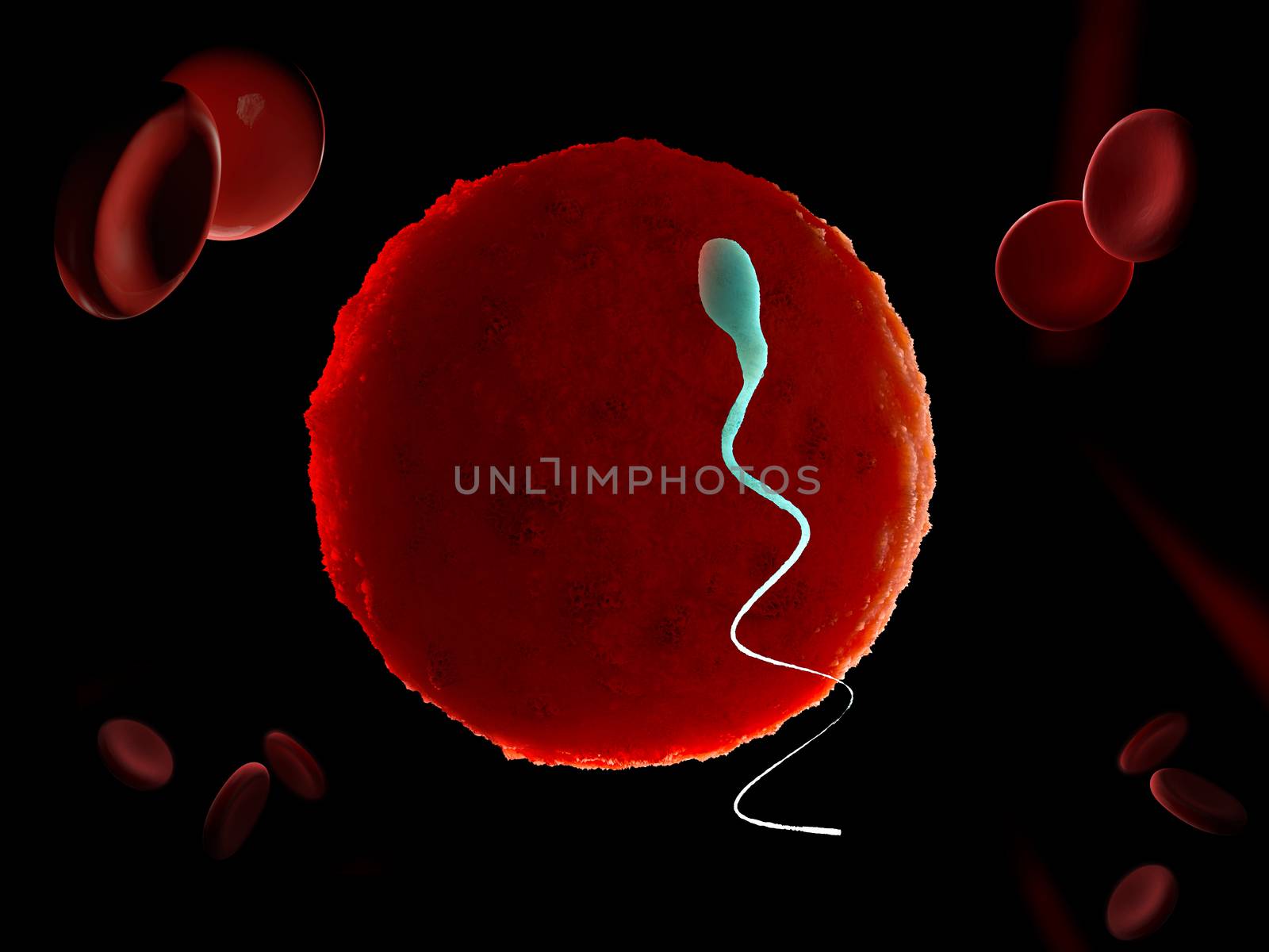 Sperm and egg cell. Natural fertilization. 3d illustration on black background.