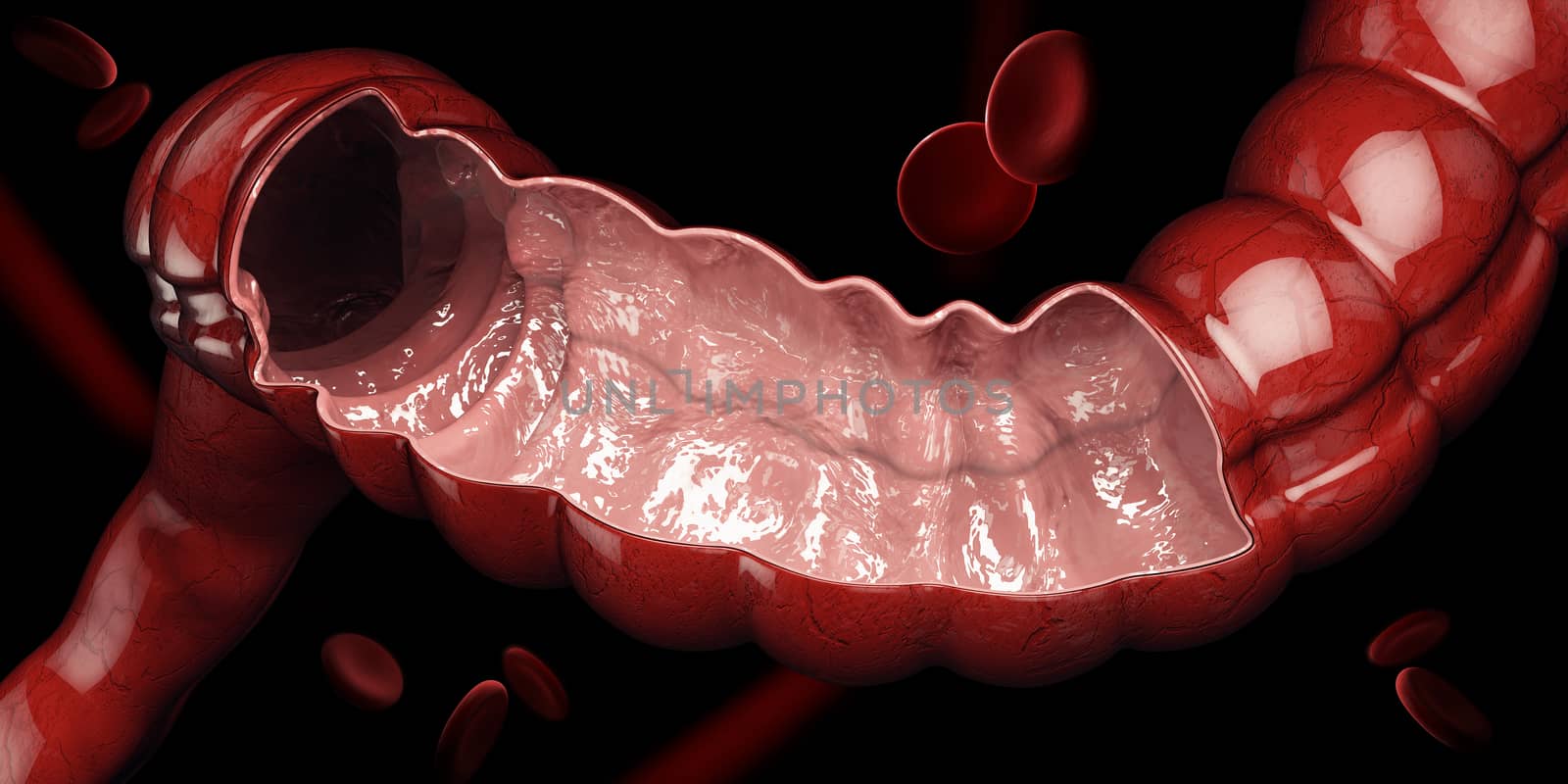 3d illustration of colon, intestine, digestive system, Human Anatomy, isolated black.