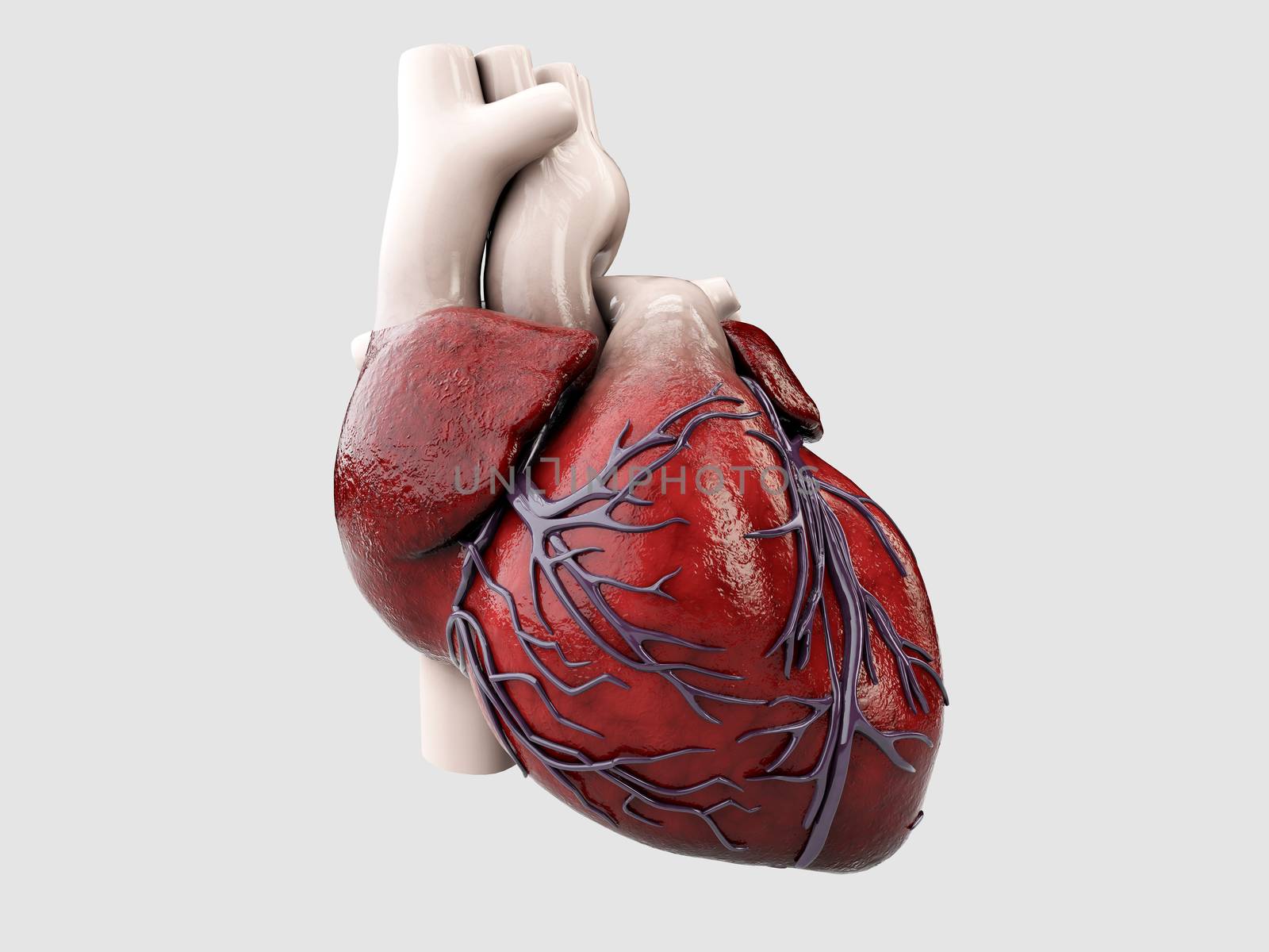 3d Illustration of Anatomy of Human Heart Isolated on gray.
