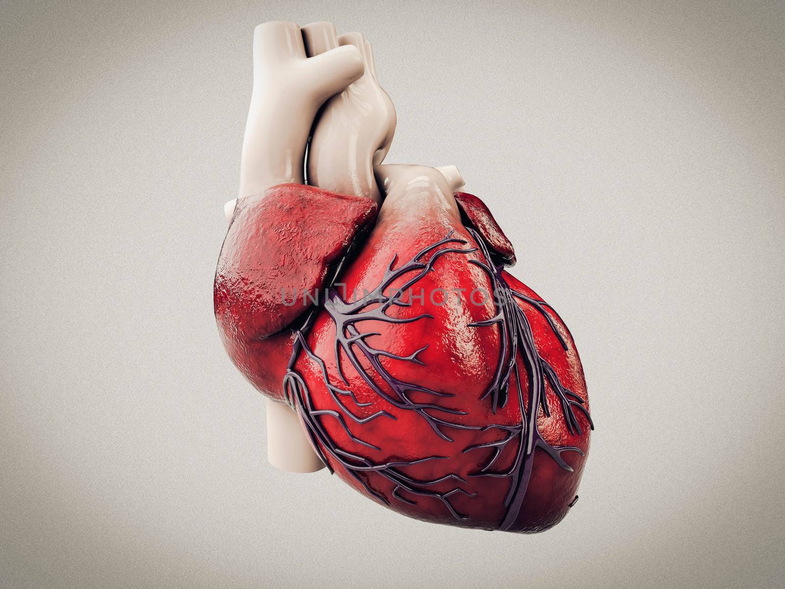 3d Illustration of Anatomy of Human Heart Isolated on gray.