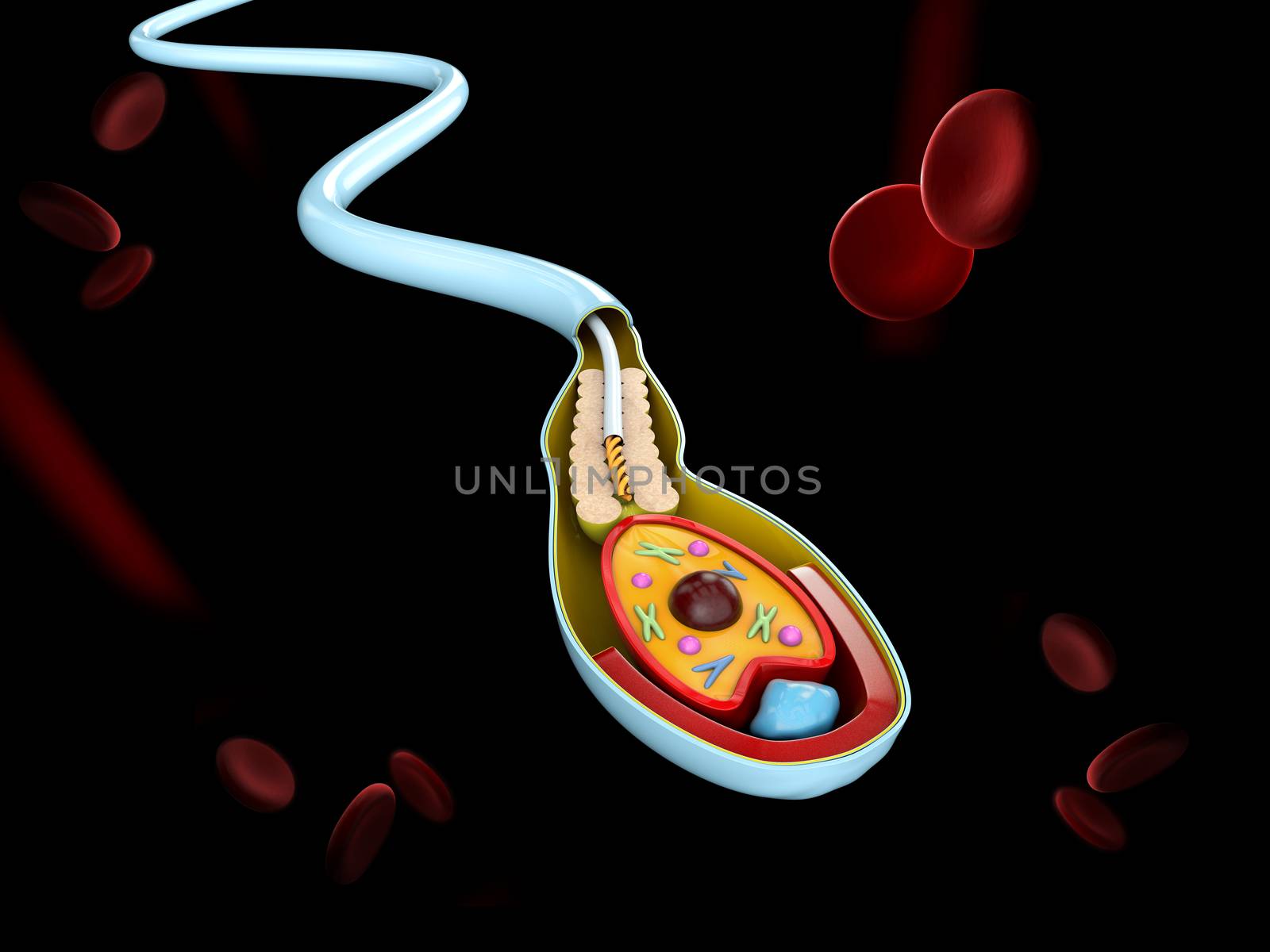 3d Illustration of Human Sperm cell Anatomy structure of spermatozoon.