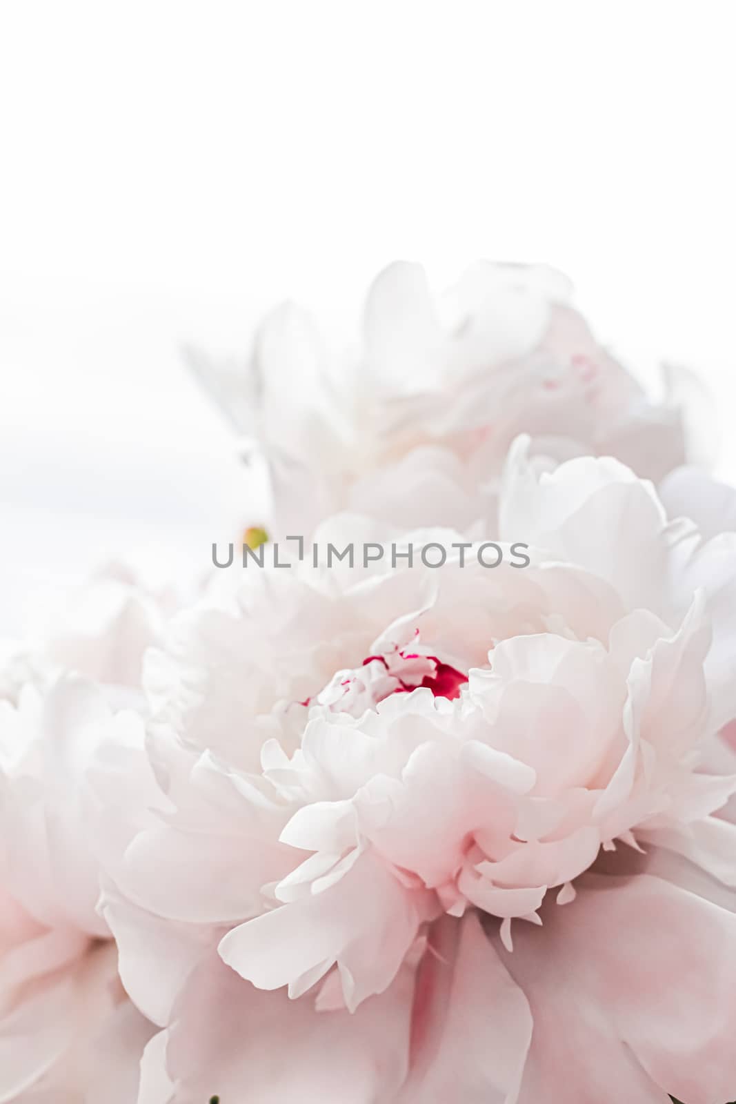 Bouquet of peony flowers as luxury floral background, wedding decoration and event branding design