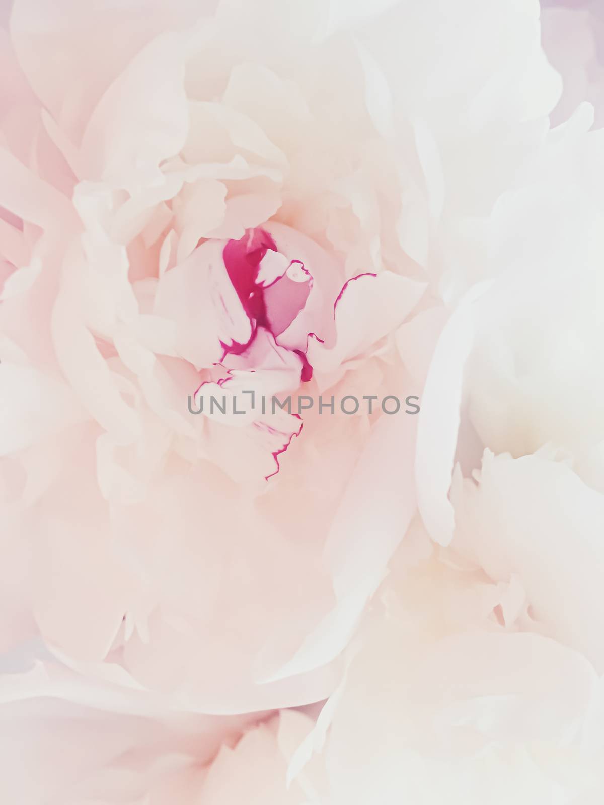 Pink peony flower as abstract floral background for holiday branding design