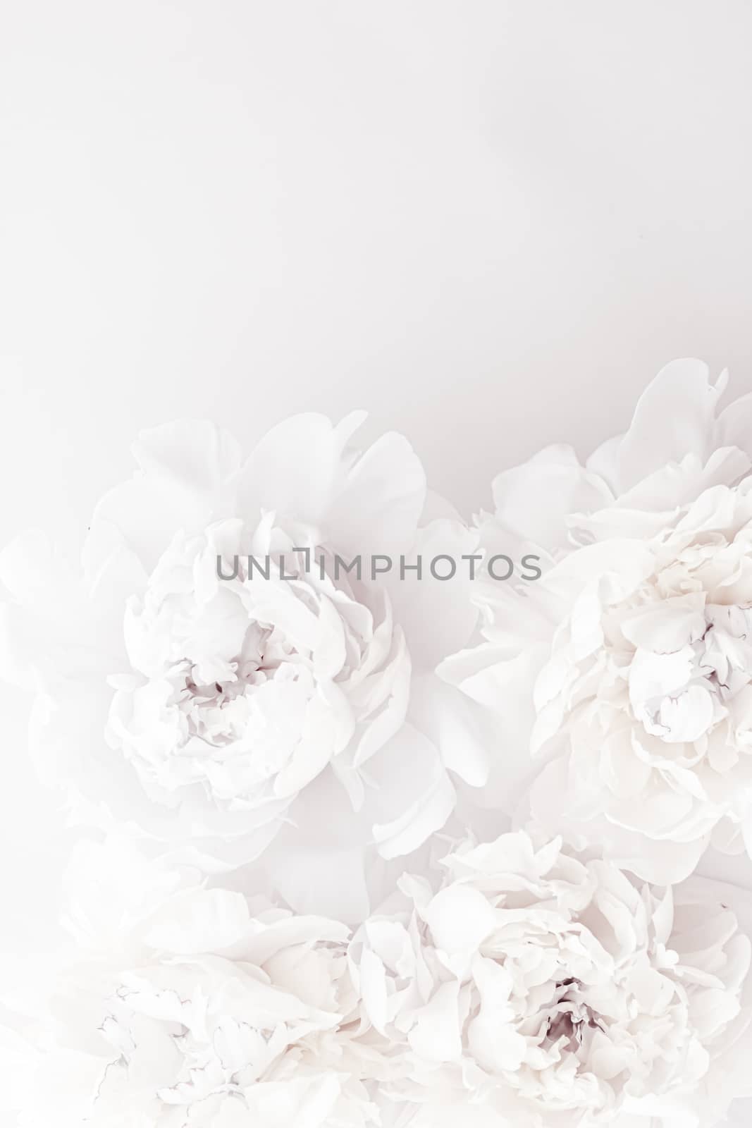 Pure white peony flowers as floral art background, wedding decor and luxury branding design