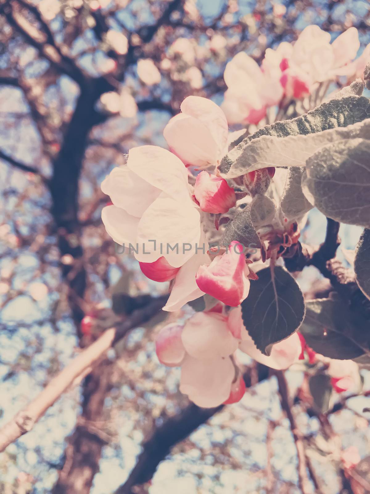 Blooming apple tree flowers in spring as floral background, nature and agriculture