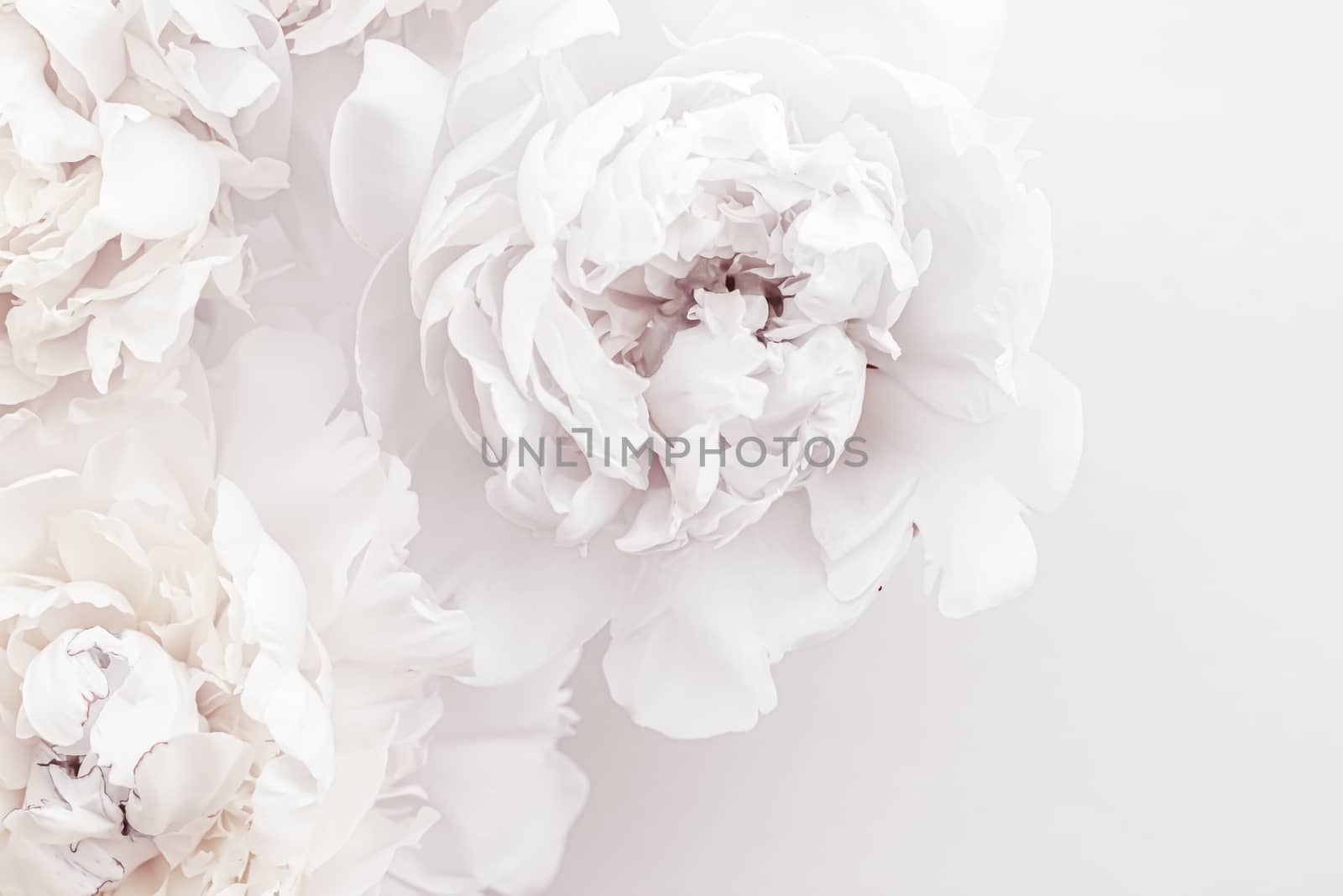 Pure white peony flowers as floral art background, wedding decor and luxury branding design