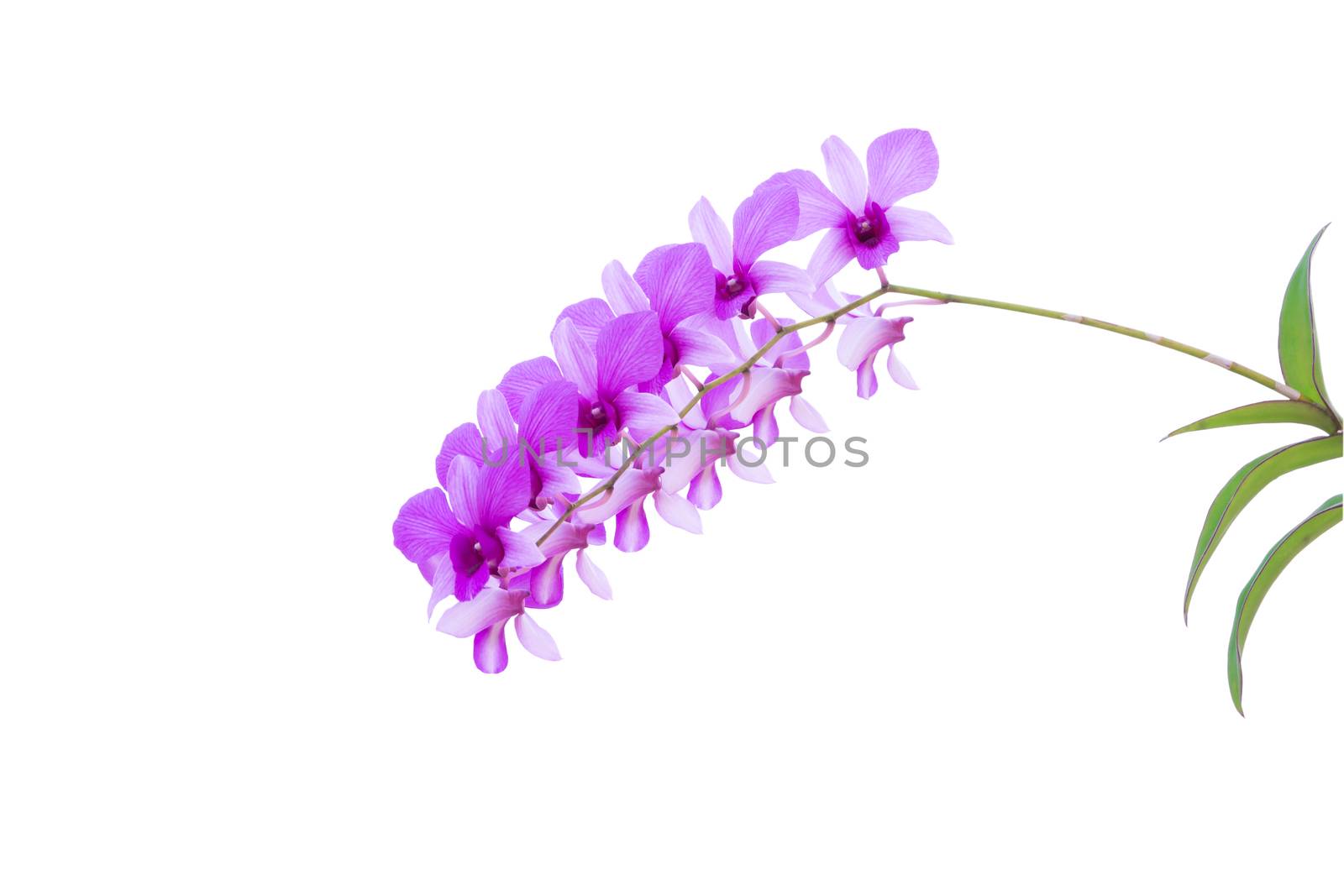 The Purple Phalaenopsis Orchid isolated on white background.