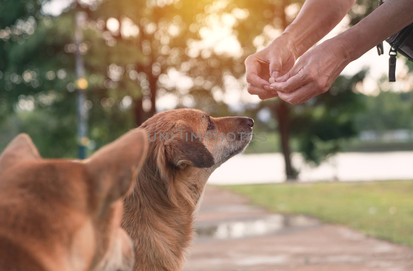Woman gives homeless dogs food. Woman hand feeding the dogs.