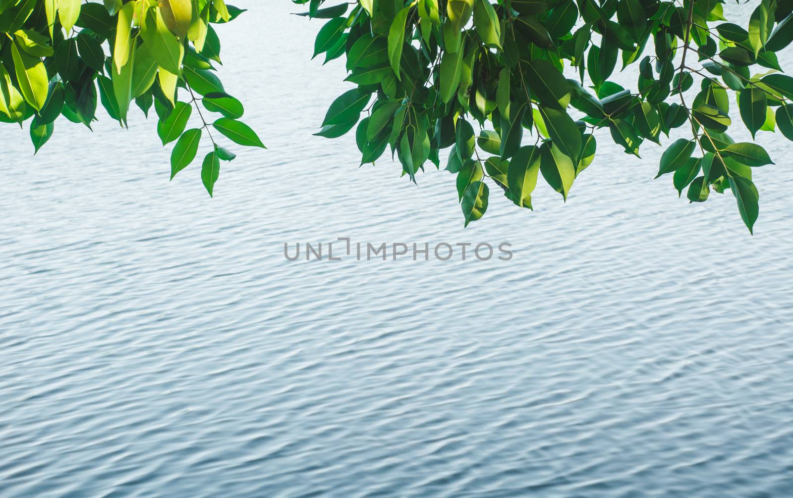 green leaves with river background and copy space for insert text.