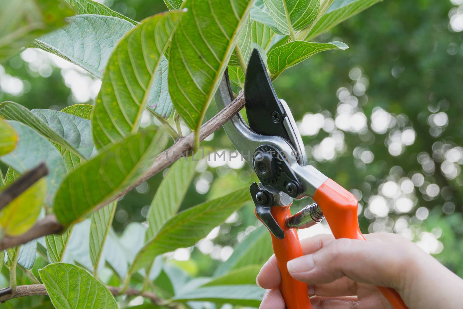 Gardener pruning trees with pruning shears on nature background.