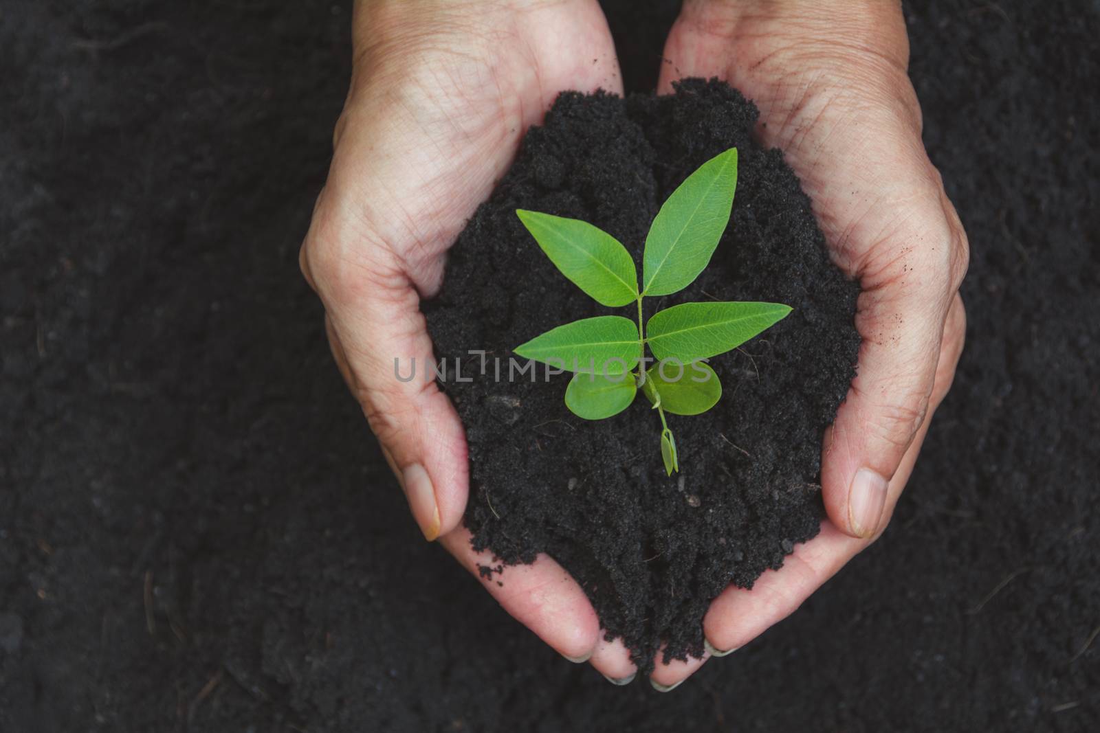 Human hands holding green small plant life concept. Ecology concept.