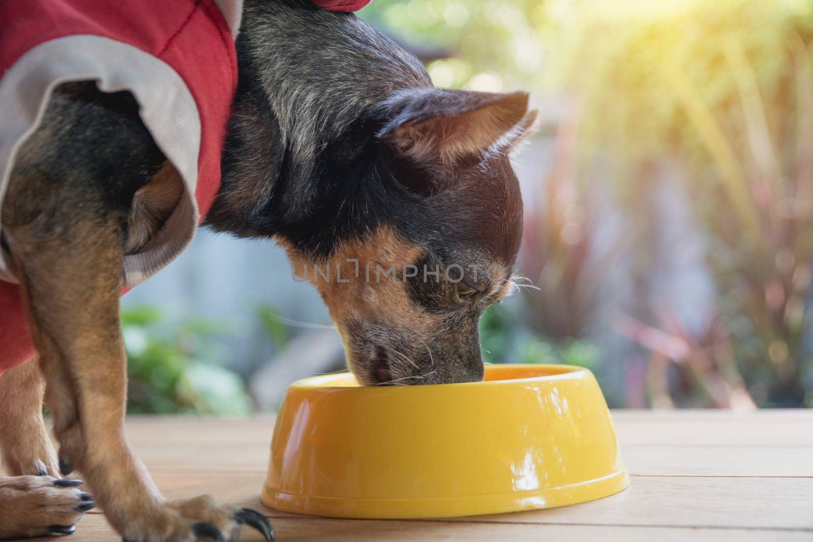 Cute small dog eating with bowl of dog food. Pets is feeding con by kirisa99