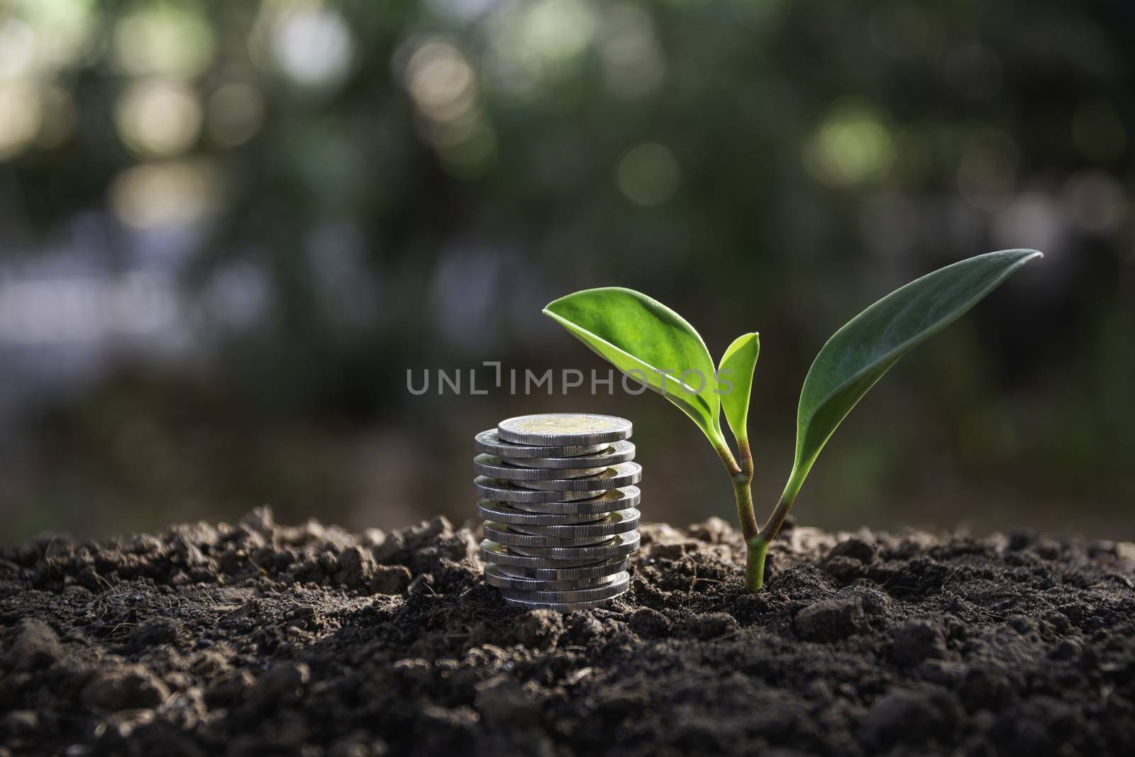 Saving money concept with money coin stack growing for business. financial and accounting concept.