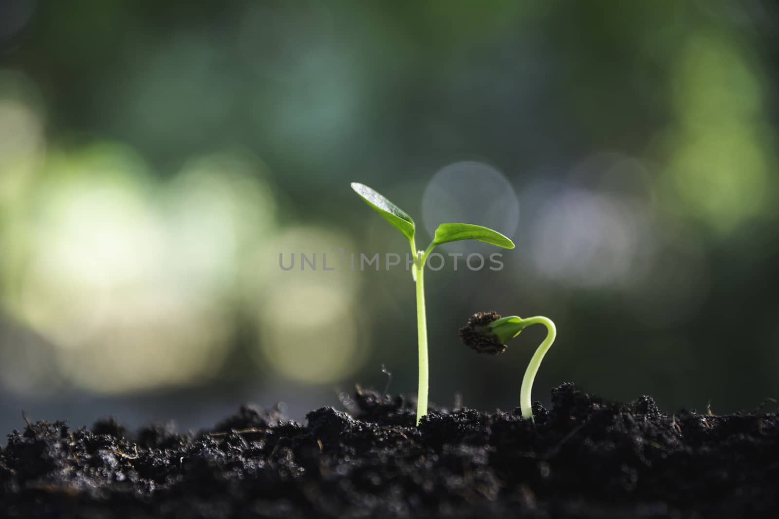 Close up of green and small plant. Green fresh plants on nature background.