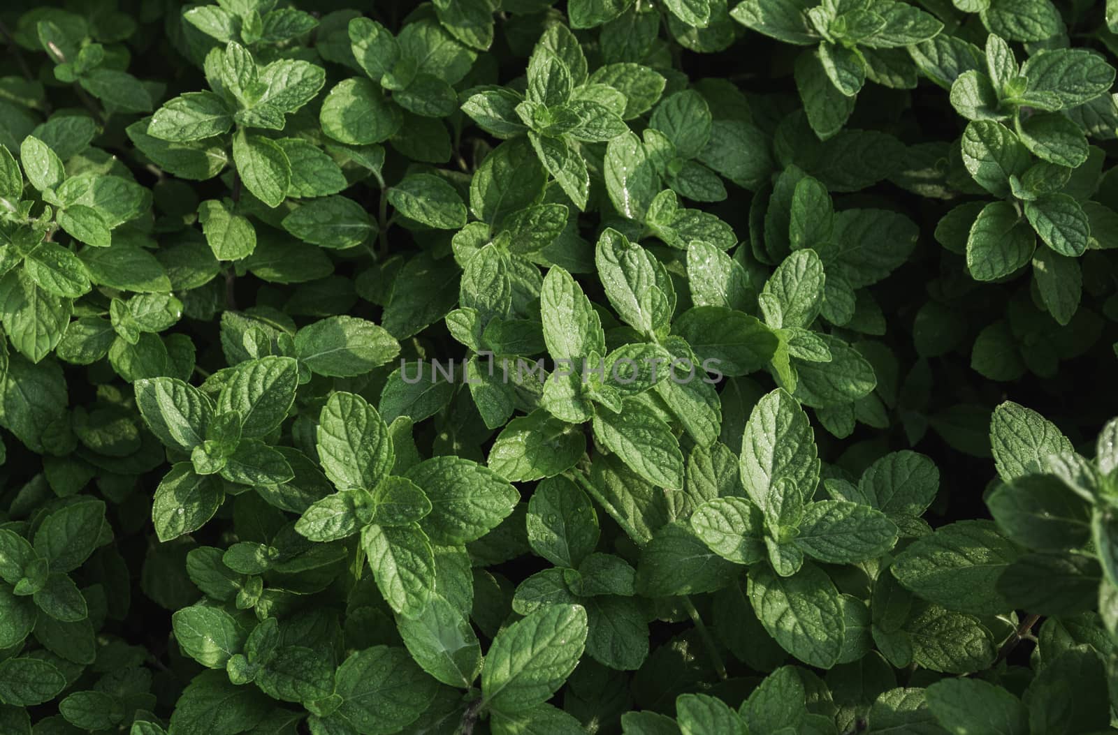 Close up of green leaf. Green fresh plants on nature background.