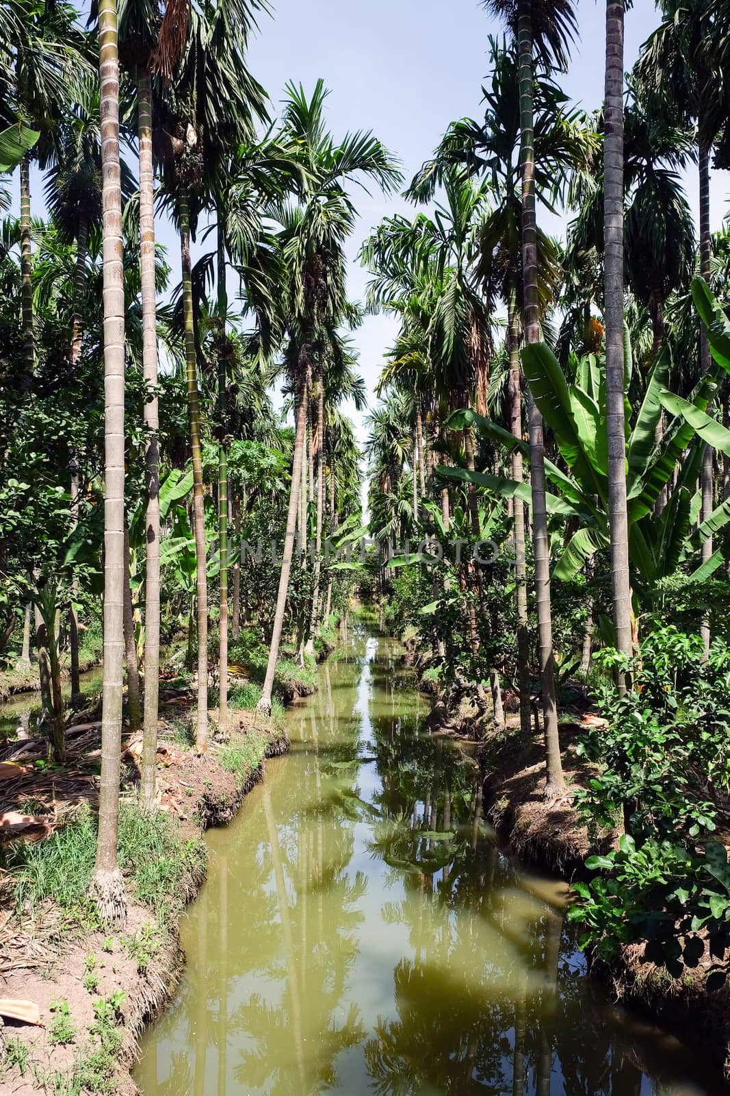 Betel Nuts plantation in thailand by ponsulak