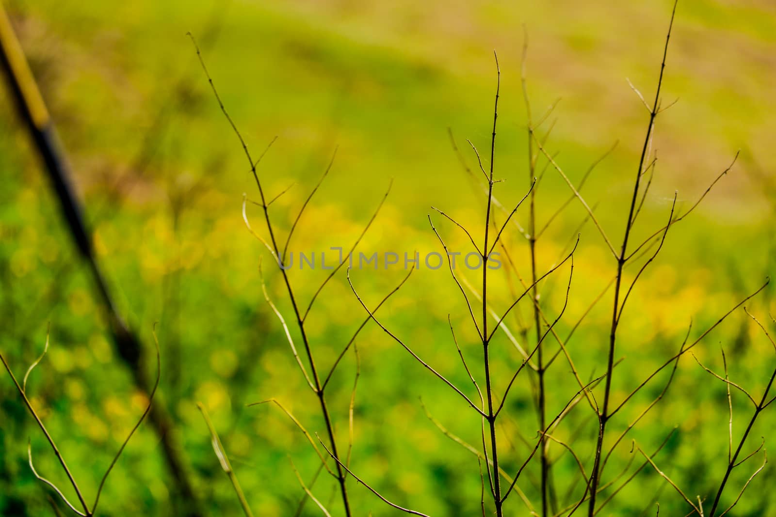 dried twigs from plant in front of field of buttercups by paddythegolfer