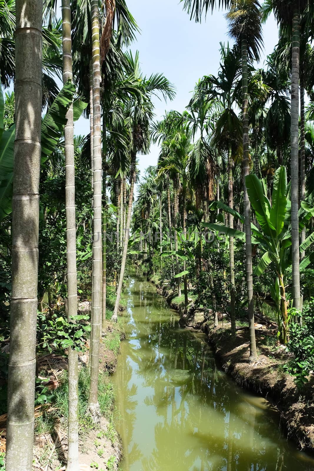 Betel Nuts plantation in thailand by ponsulak