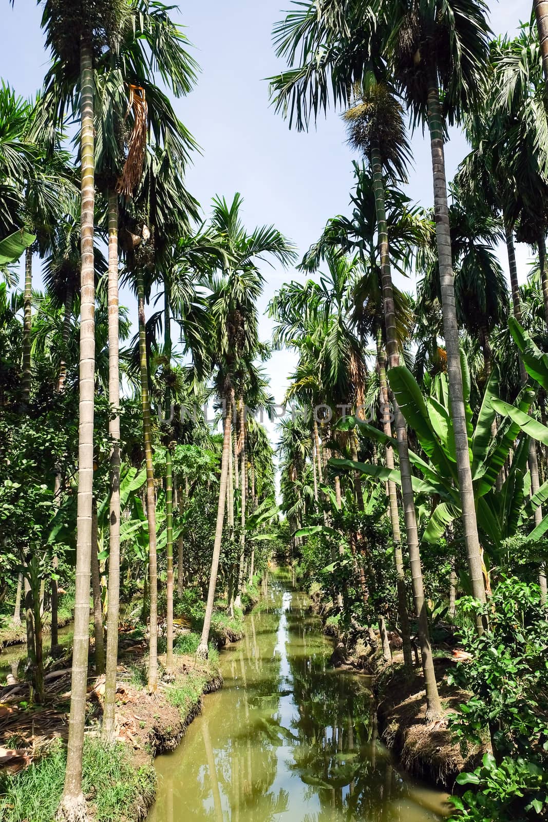 Betel Nuts plantation in thailand by ponsulak