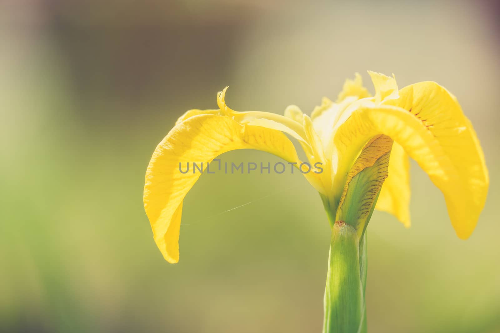 close up wild yellow flag iris in garden pond by paddythegolfer