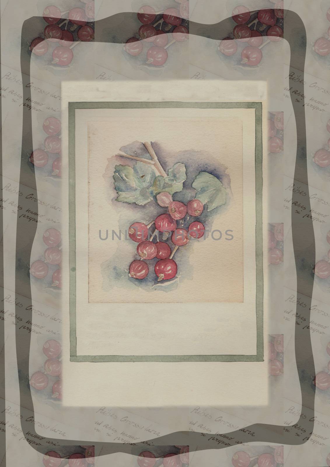 Hand drawn watercolor painting decorative -Ribes Grossularia by vimasi