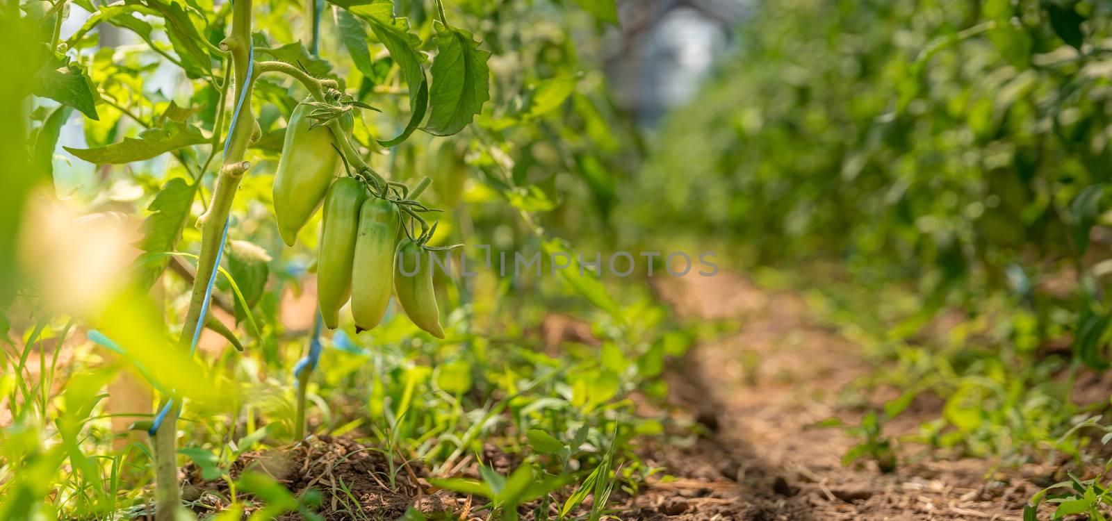 ripening green peppers in a greenhouse. organic vegetables without chemicals and pesticides. copy space by Edophoto