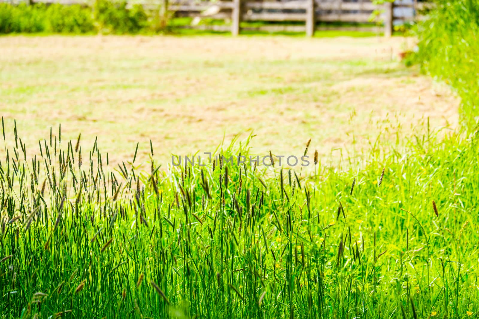 Feather grass at the edge of a field on a sunny day