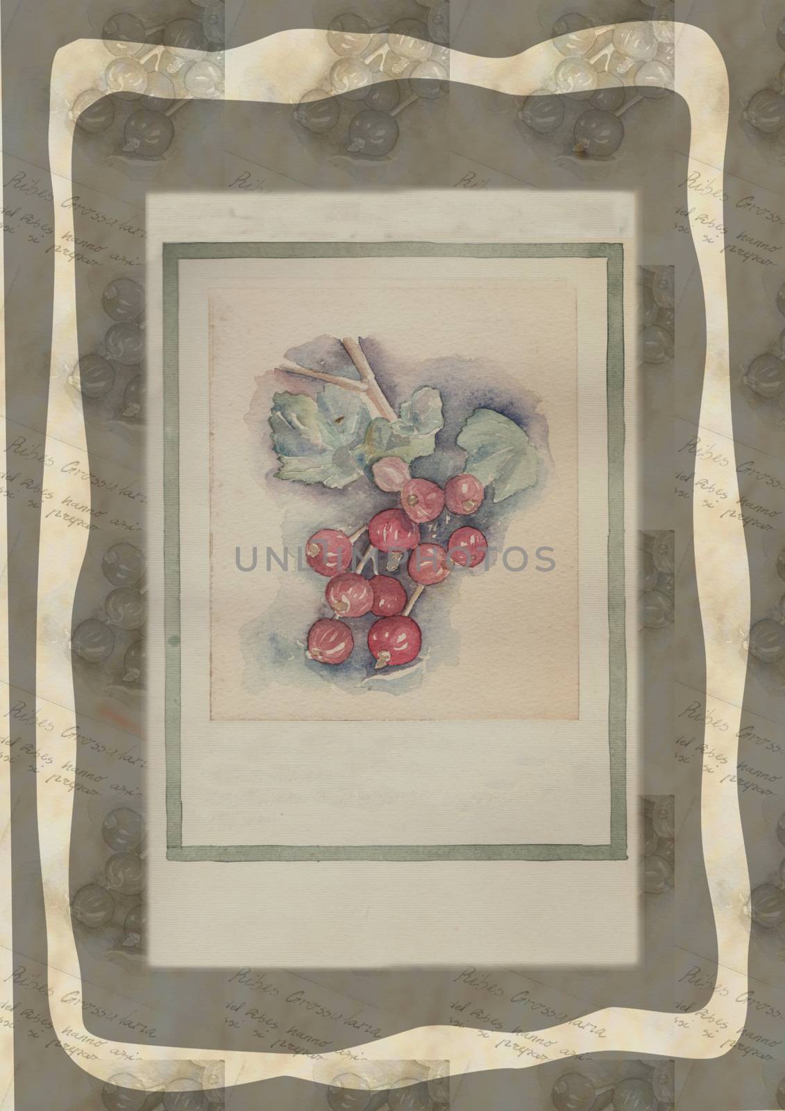 Hand drawn watercolor painting decorative -Ribes Grossularia by vimasi