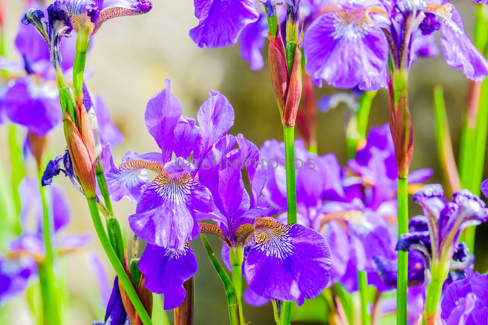 close up a of group of iris flowers by paddythegolfer