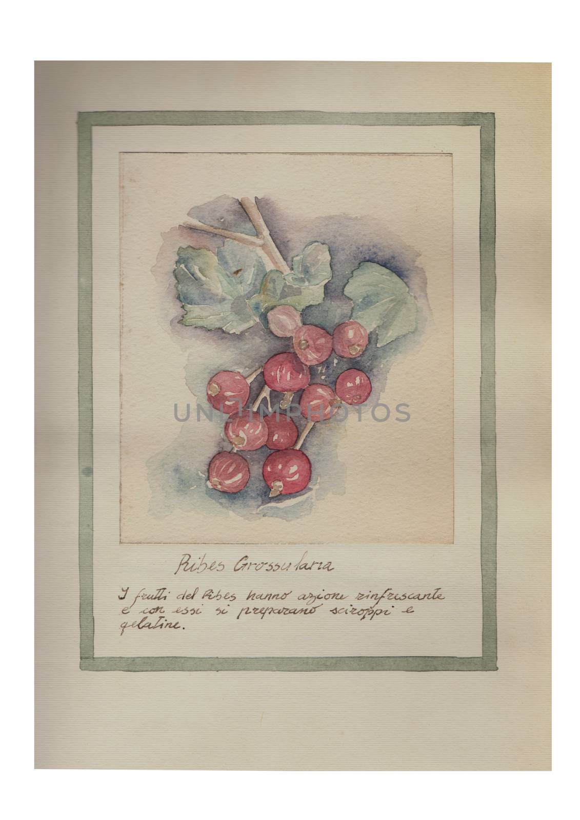 Hand drawn watercolor painting decorative -Ribes Grossularia by vimasi