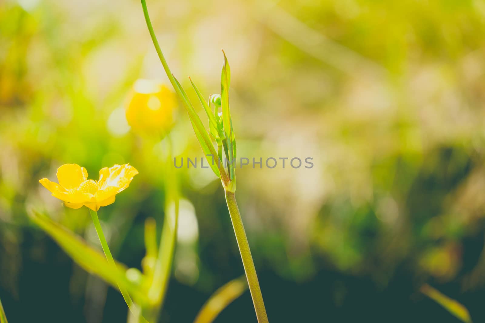 Close up of a Common Buttercup flower by paddythegolfer