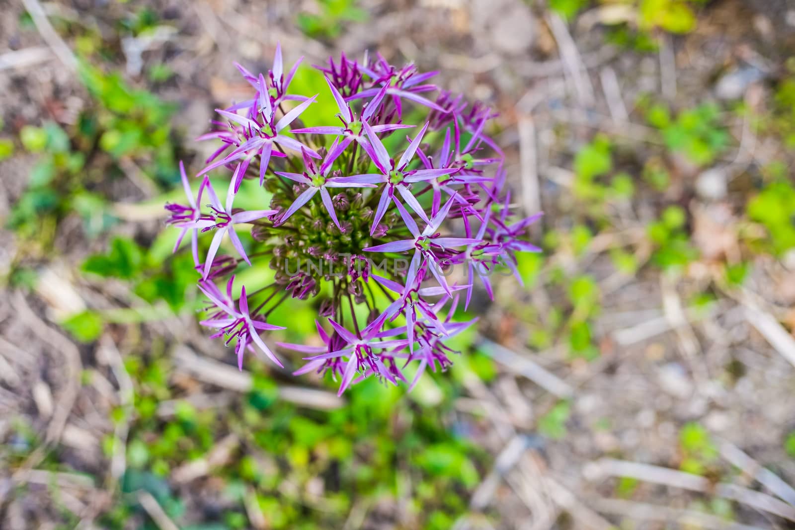 Marco close up of a purple Allium by paddythegolfer