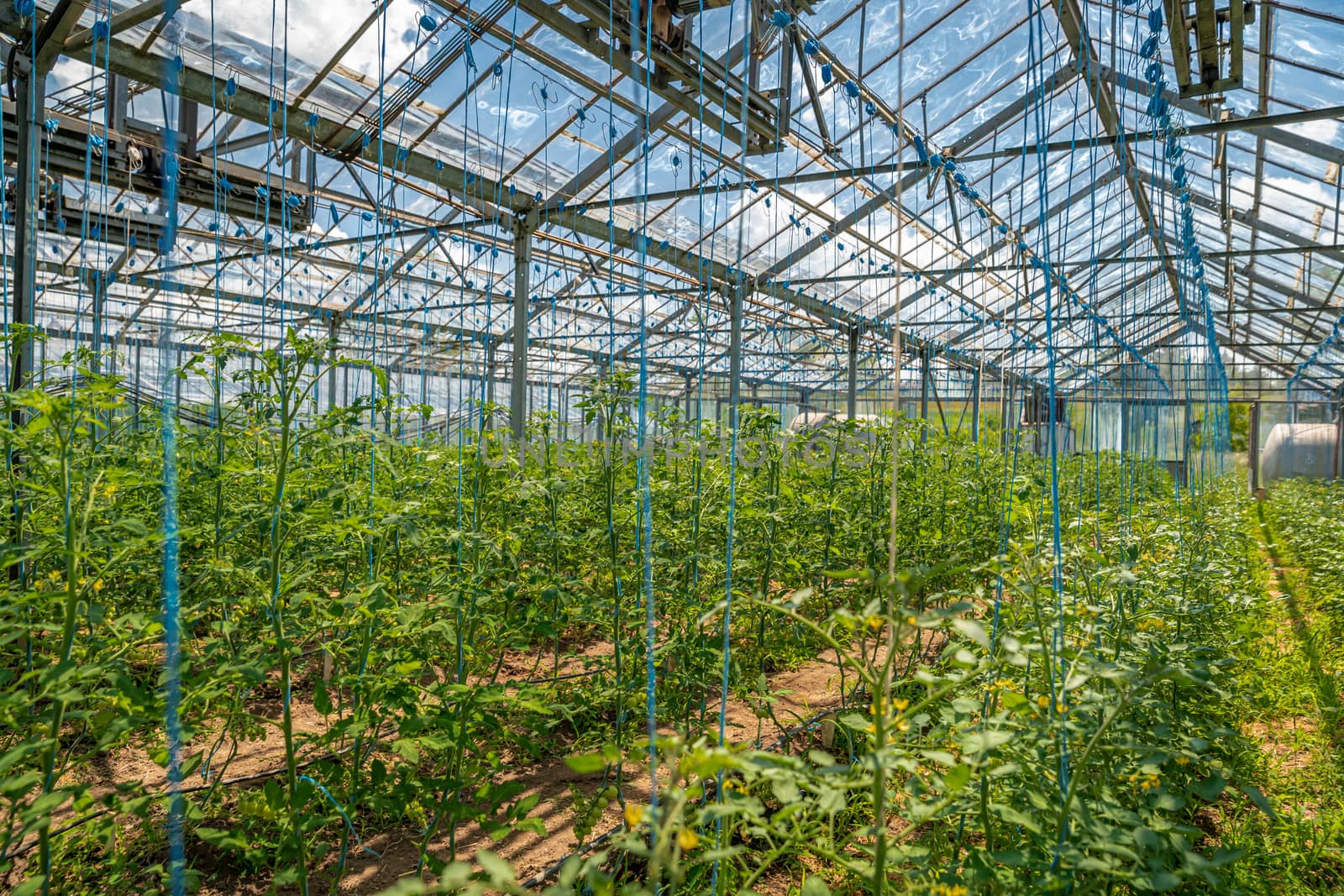 greenhouse on the farm for growing healthy vegetables without chemistry in organic quality.