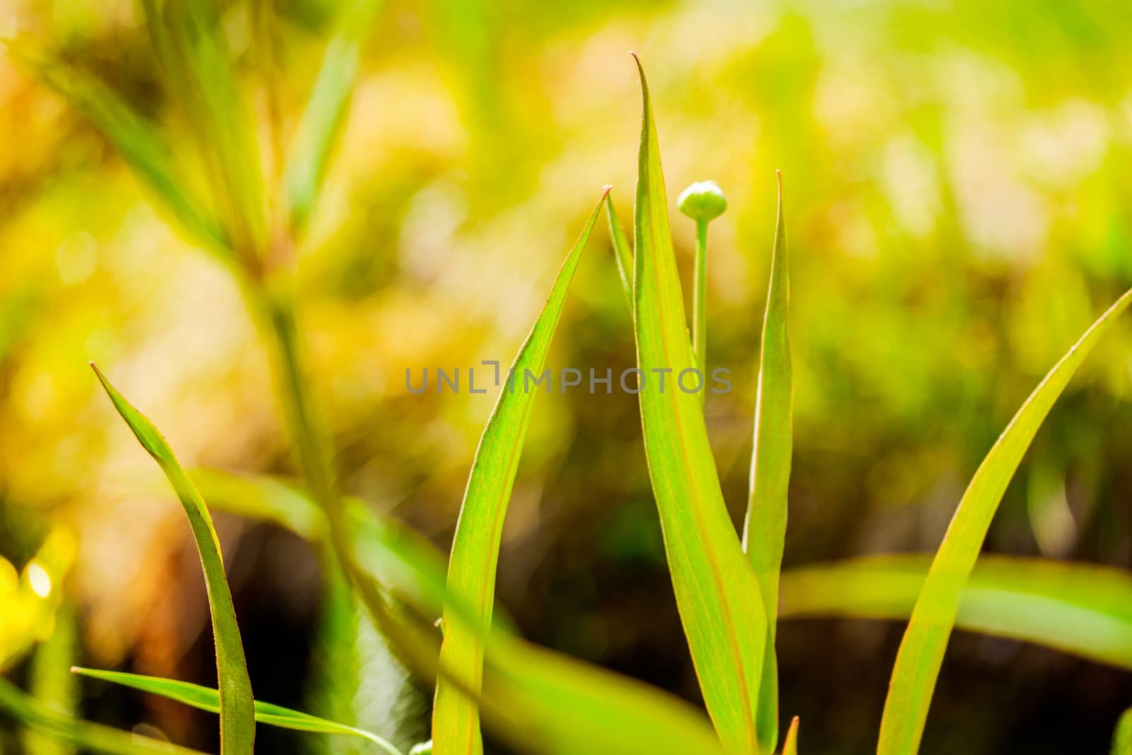 Close up of a Common Buttercup flower on a sunny day