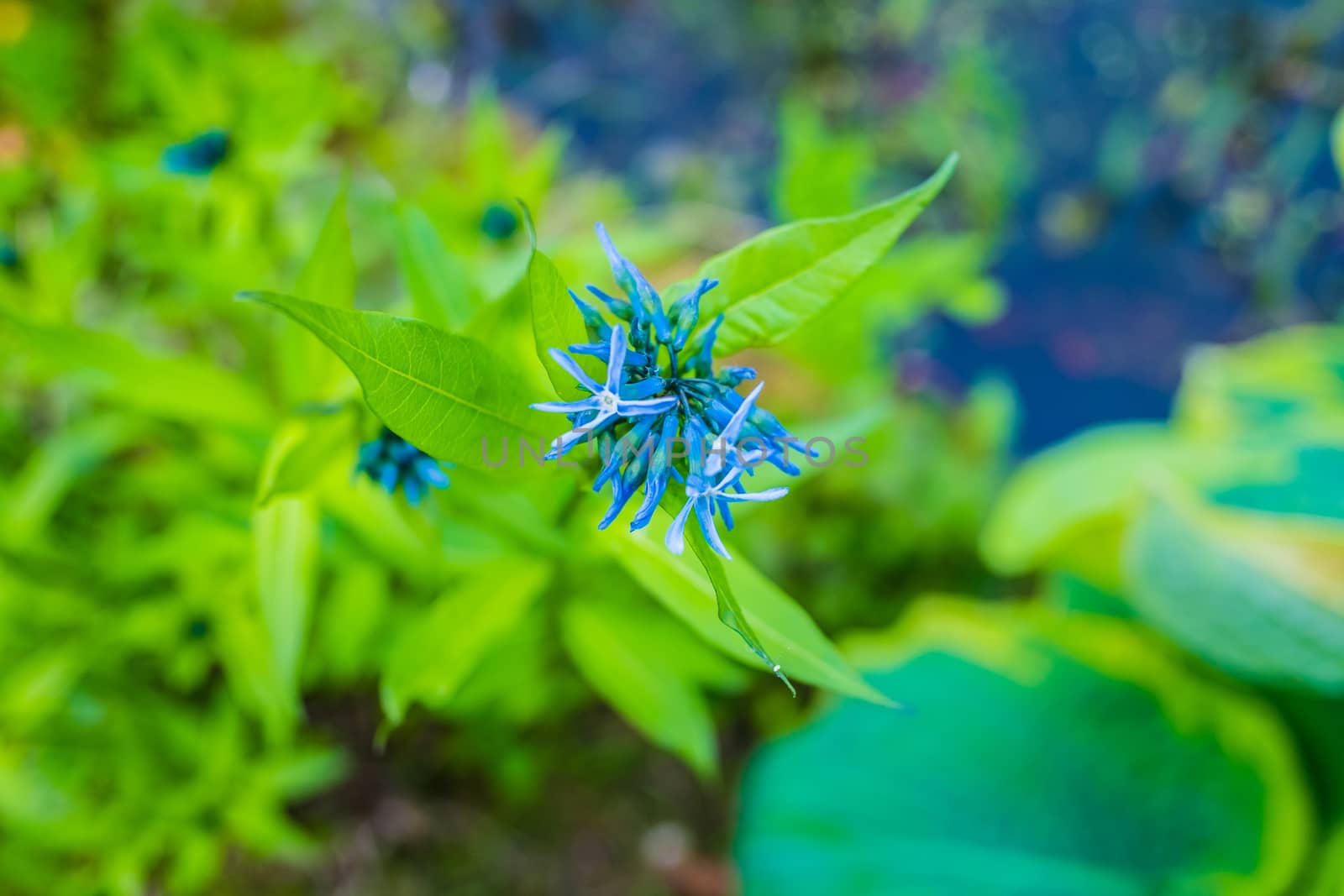 Eastern blue star flower head close up near pond