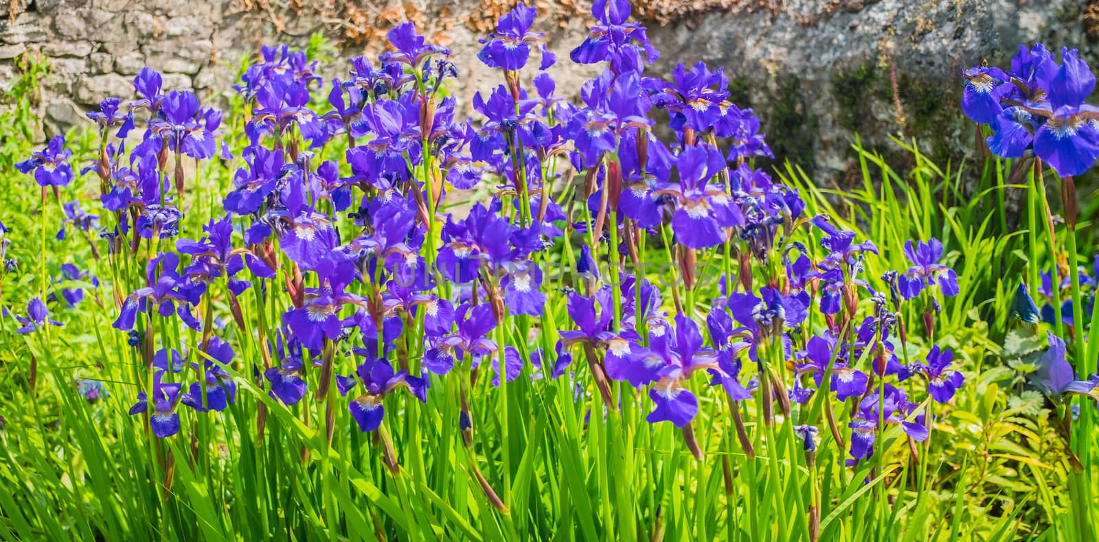 Multicolored Siberian Iris of Iris sibirica blooming in summertime.