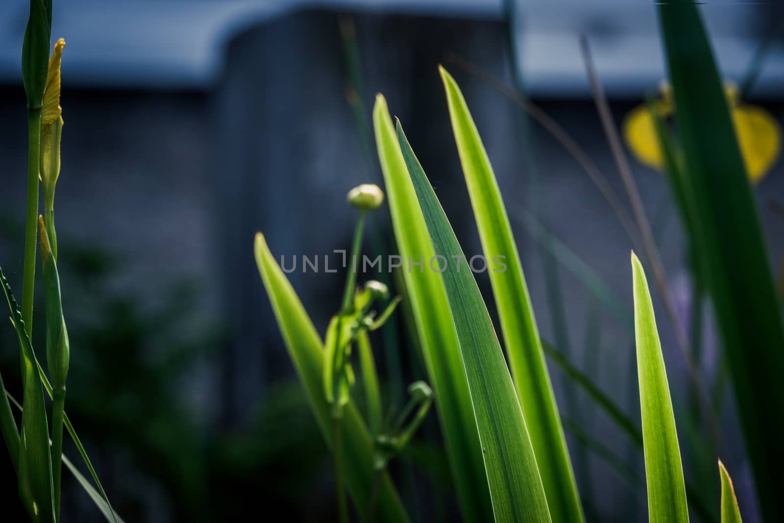 iris leaves beautiful green background