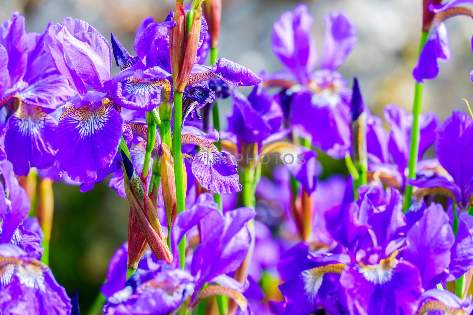close up a of group of iris flowers by paddythegolfer