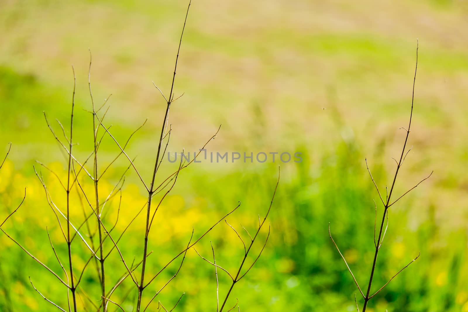 dried twigs from plant in front of field of buttercups by paddythegolfer