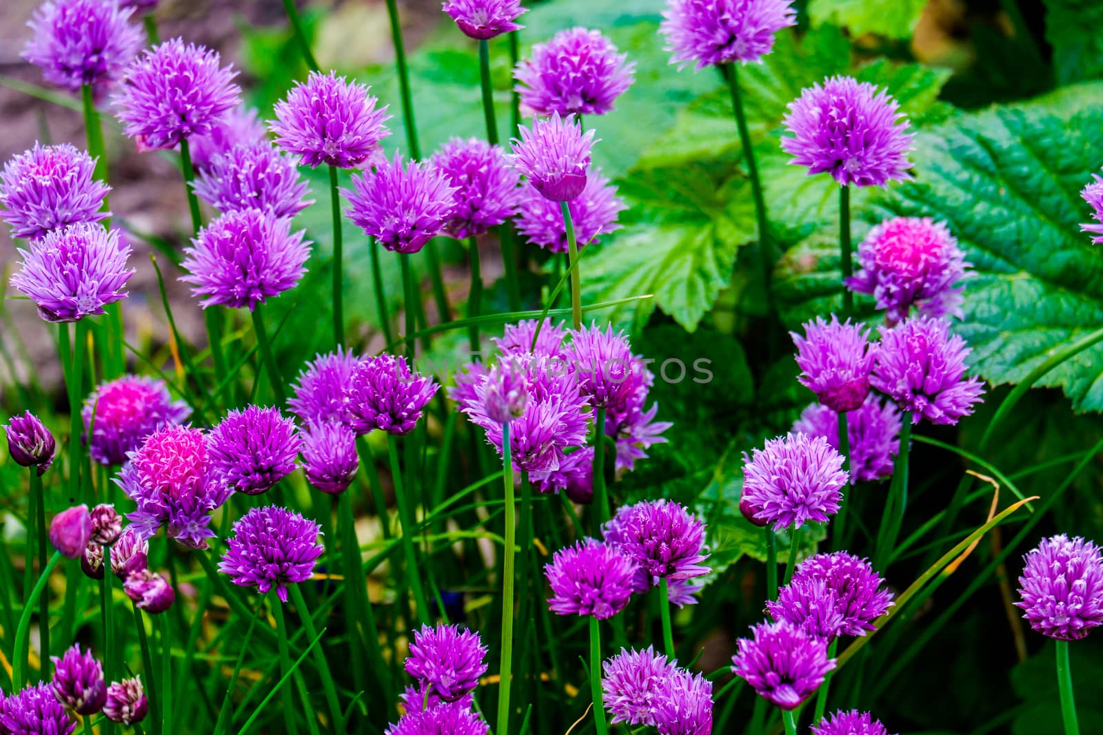 group of Chive Purple flowers in a garden on a sunny day