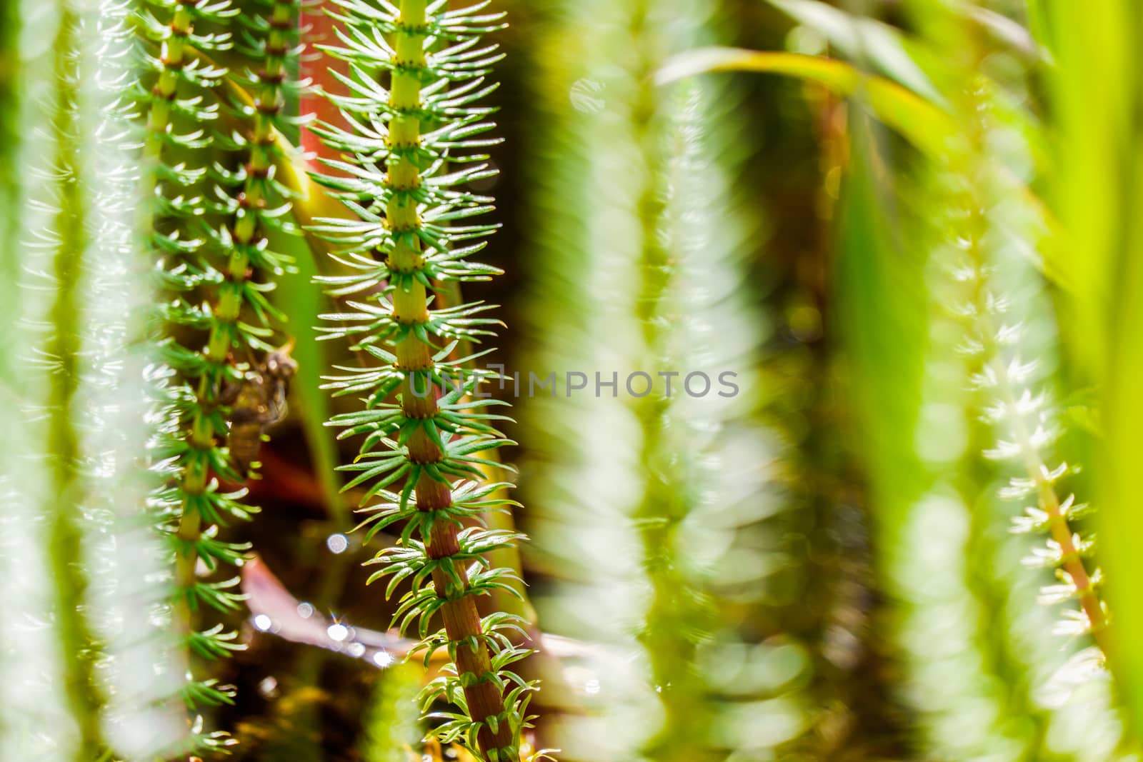 Close up Beautiful aquatic plants in garden pond on sunny day