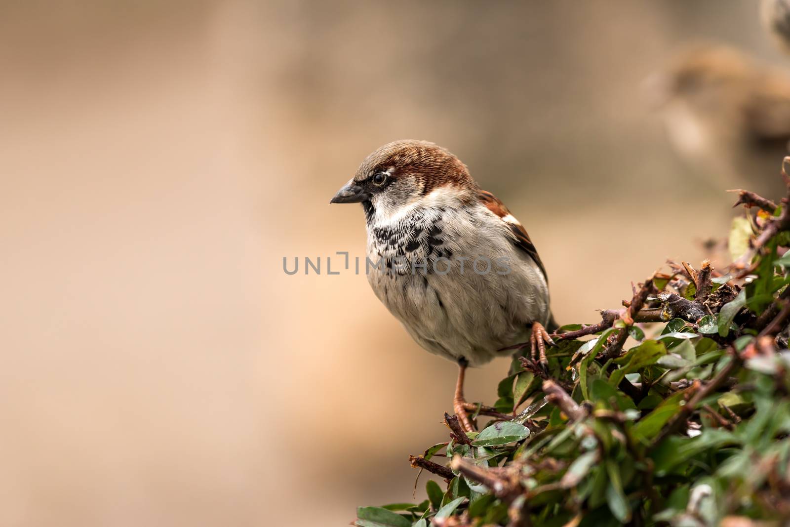 Young male sparrow (Passer domesticus) in a bush