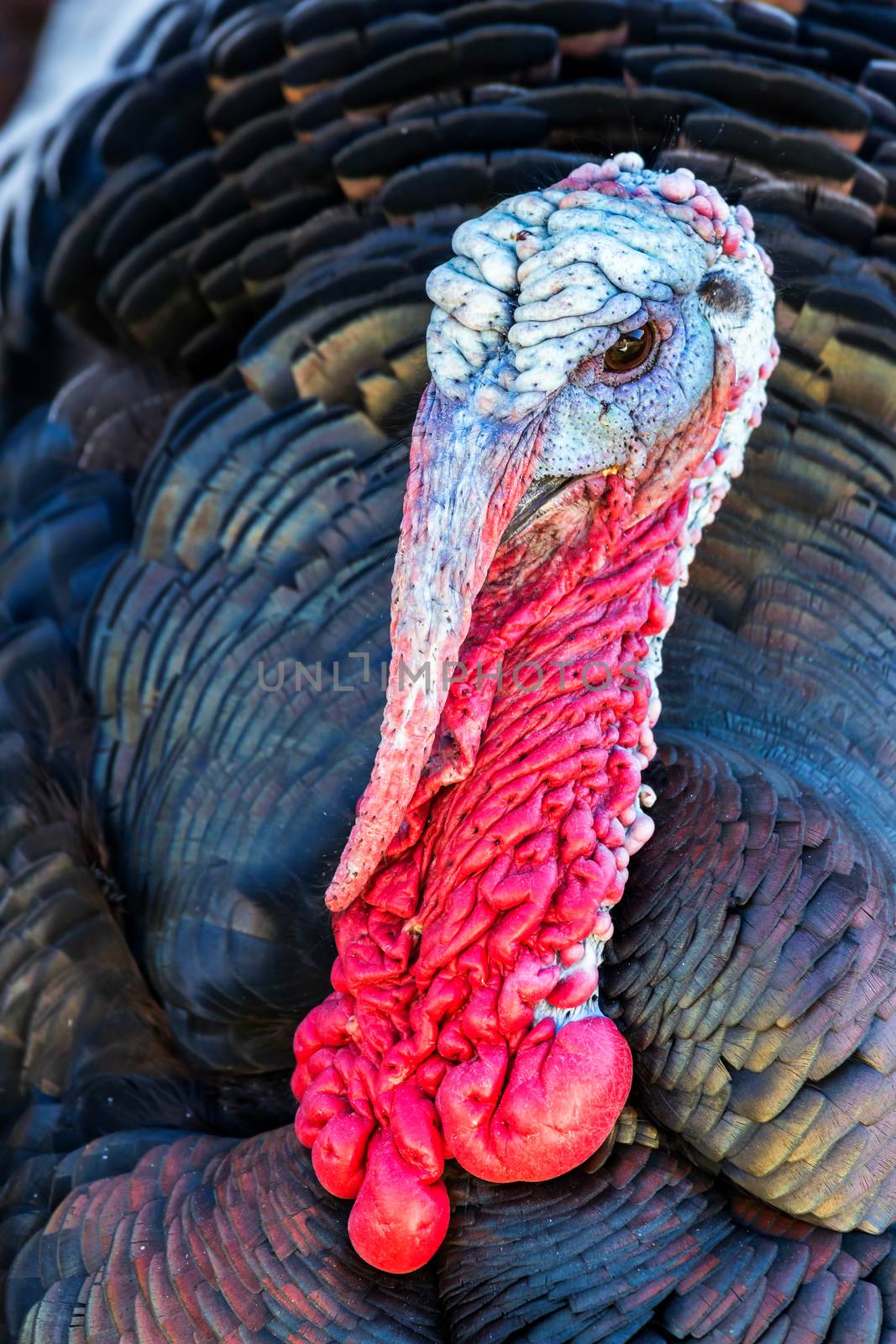 Nice turkey by Digoarpi