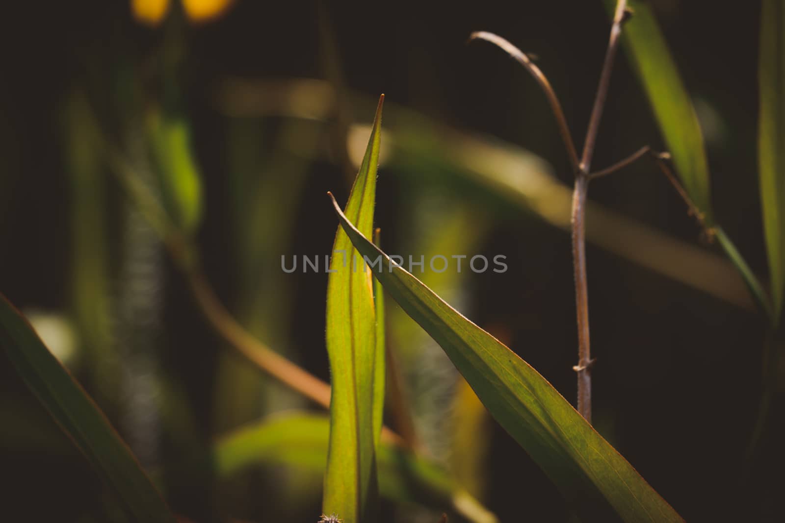 iris leaves beautiful green background