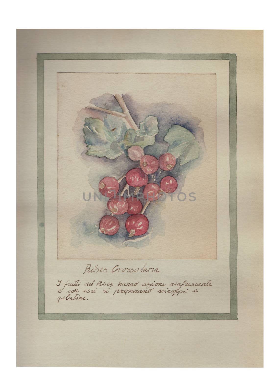 Hand drawn watercolor painting decorative -Ribes Grossularia