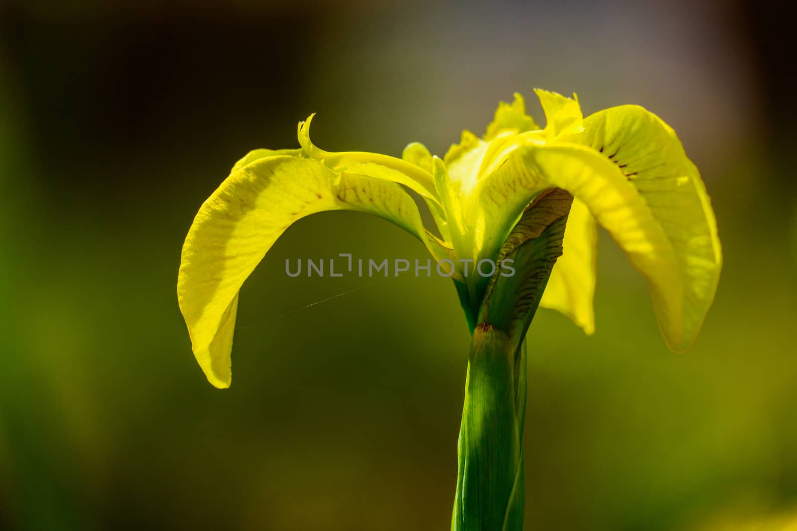 close up wild yellow flag iris in garden pond by paddythegolfer