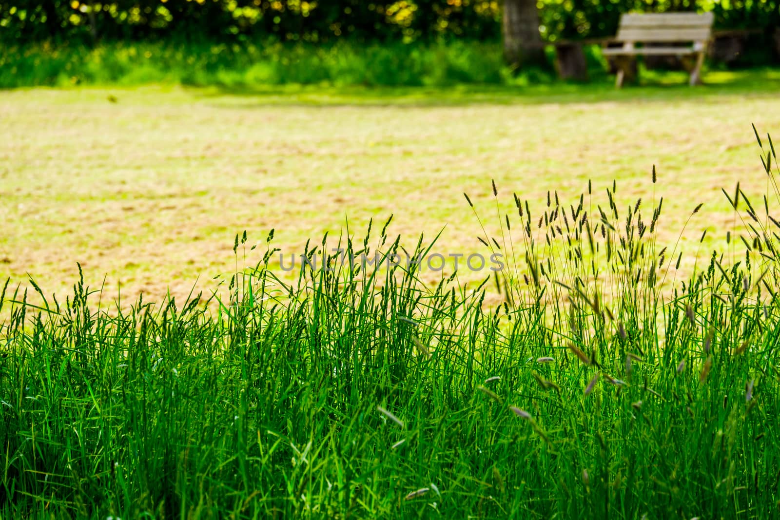 Feather grass at the edge of a field by paddythegolfer