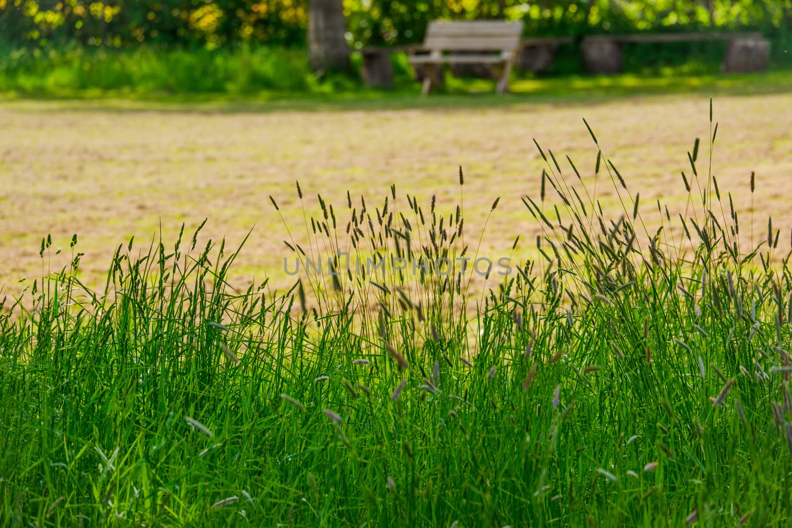 Feather grass at the edge of a field on a sunny day