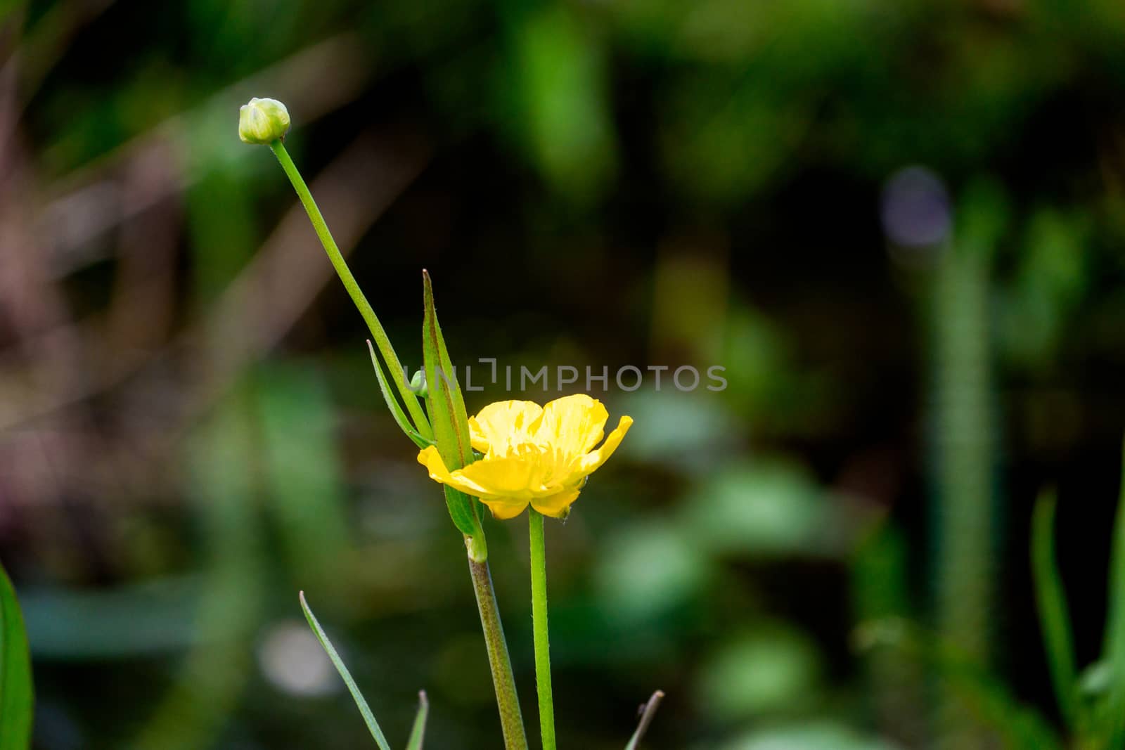Close up of a Common Buttercup flower on a sunny day